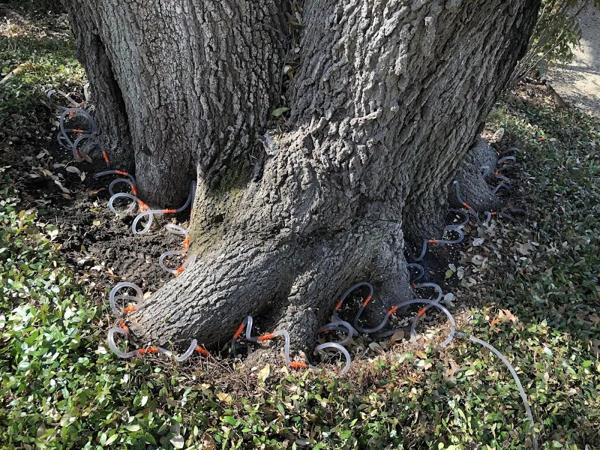 Detailed Tree Cabling and Bracing job site in Cookeville