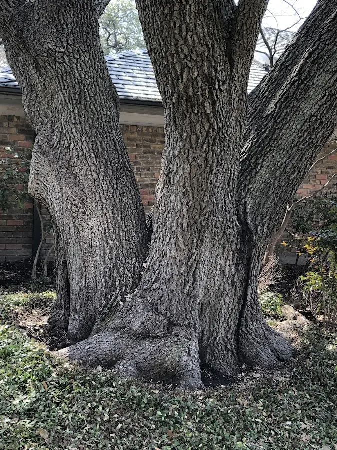 Mature heritage tree close to a Cookeville property cared for by certified arborists